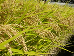 c0216472_1735598.jpg