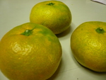 c0216472_1781337.jpg