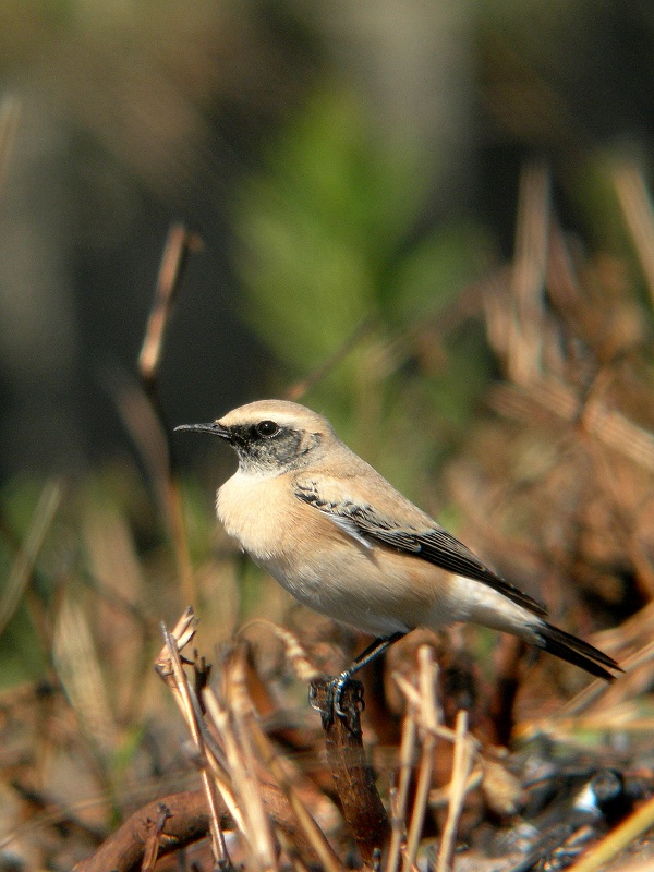f0137673_2111531.jpg