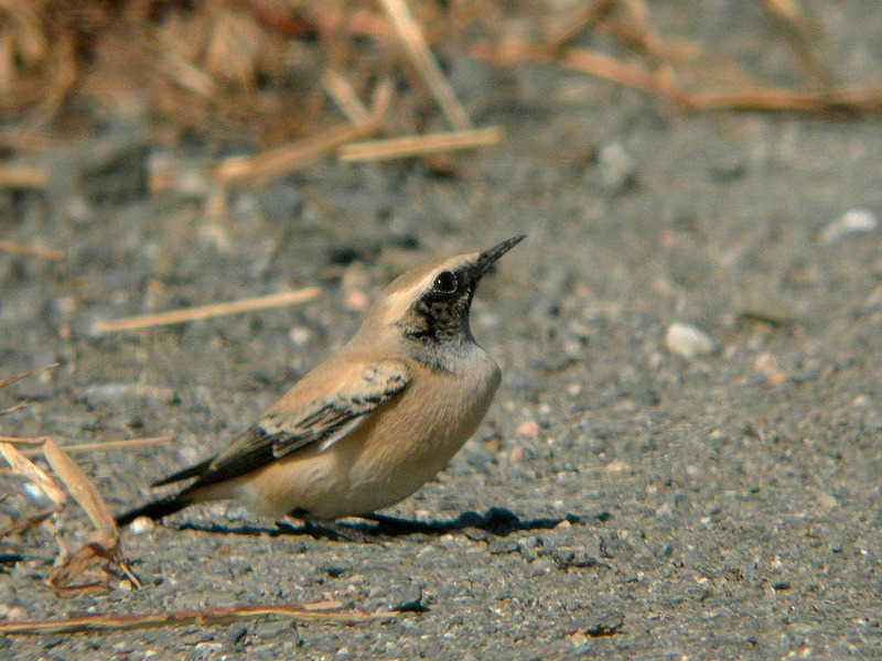 f0137673_2112343.jpg