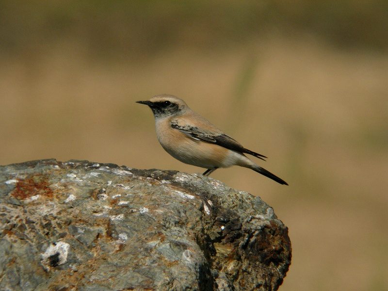 f0137673_2112395.jpg