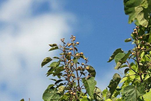 e0190885_20104250.jpg