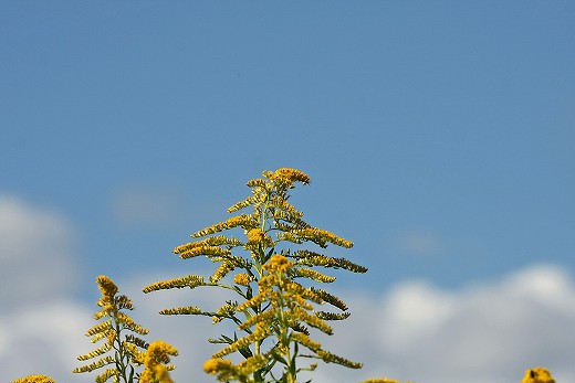 e0190885_20105250.jpg