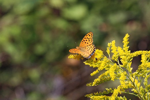 e0190885_20111051.jpg
