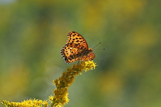e0190885_20111591.jpg