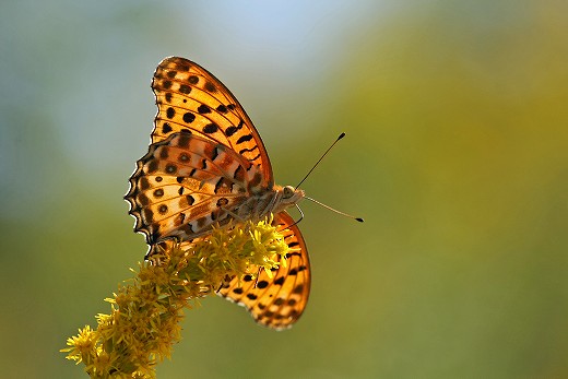 e0190885_20112268.jpg