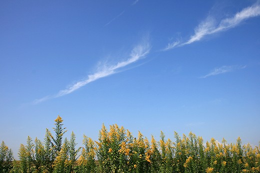 e0190885_209474.jpg