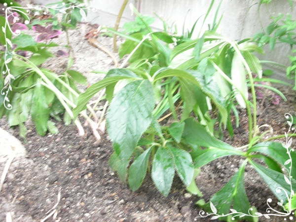 f0035506_1031675.jpg
