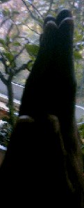 e0103408_10232035.gif
