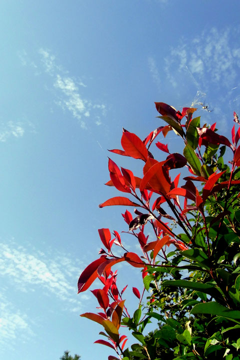 e0083517_21387100.jpg
