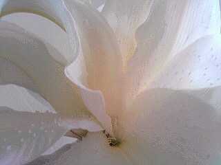 a0052621_15283878.jpg