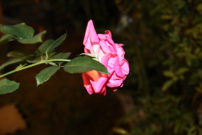 b0165522_17312970.jpg