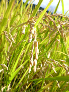 d0023725_1123829.jpg