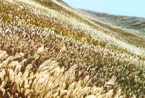 c0184737_2348332.jpg