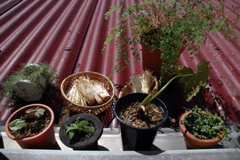 c0085514_15404370.jpg