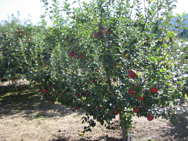 b0093515_7444017.jpg