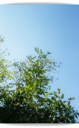 e0136420_1121372.jpg