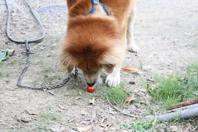 f0071226_1745663.jpg