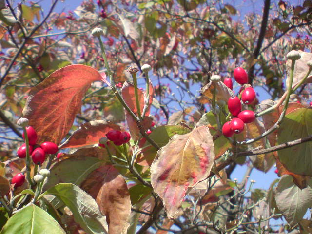 e0016828_11595392.jpg