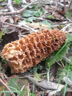f0009451_2235573.jpg