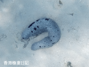 f0190653_9124848.gif