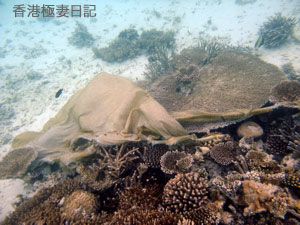 f0190653_951574.jpg