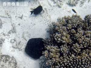 f0190653_973484.gif