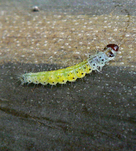 d0091754_1595296.jpg