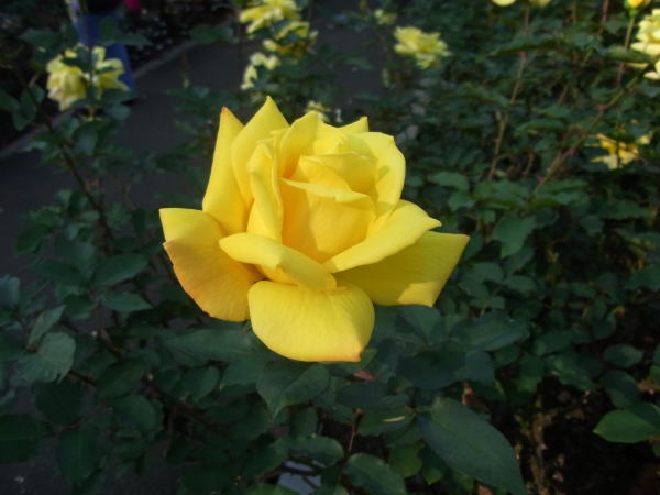 e0153367_22381615.jpg