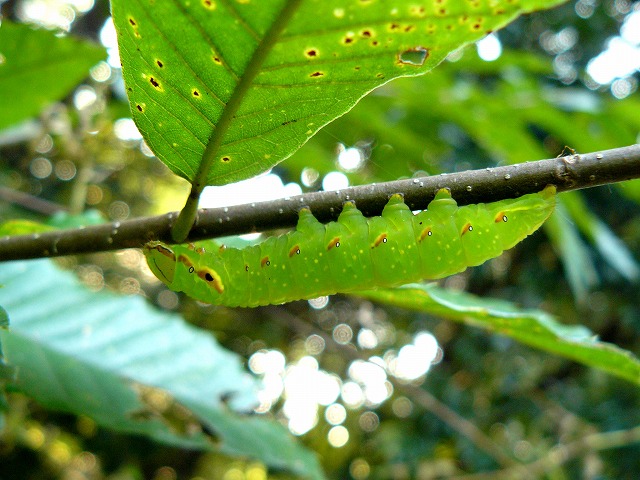 d0019074_751573.jpg