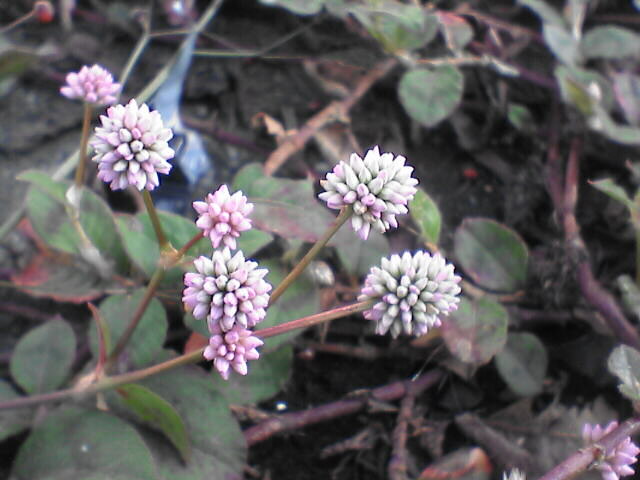 c0069380_14274775.jpg