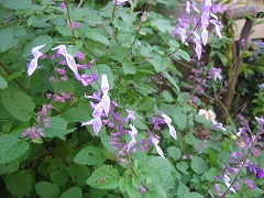 c0196701_15403475.jpg