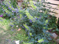 c0196701_1541282.jpg