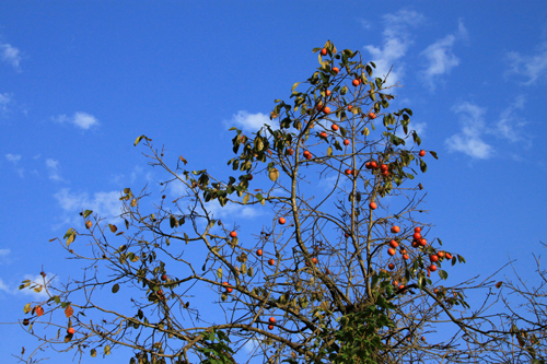 b0014607_13555360.jpg