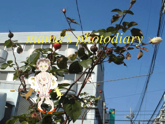 e0179308_0165850.gif