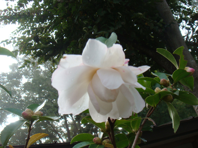 a0019212_10482351.jpg