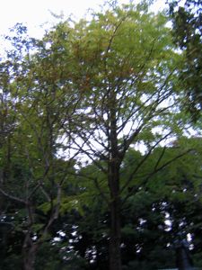 c0219815_20182068.jpg