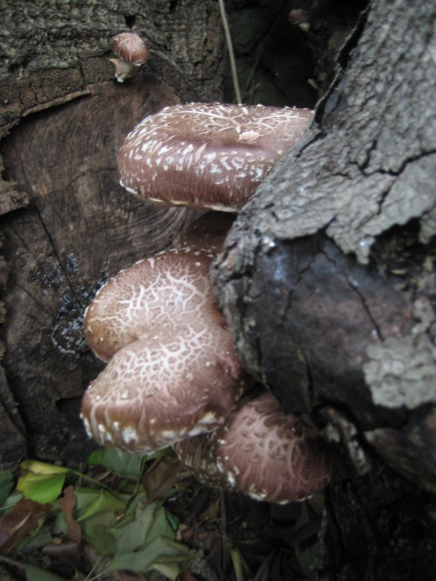 d0147727_6435134.jpg