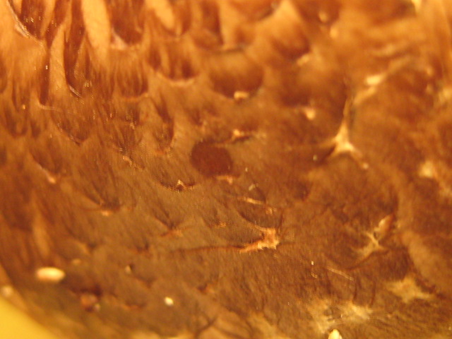 d0147727_6472072.jpg