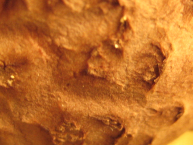 d0147727_6473825.jpg