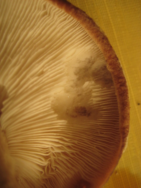d0147727_6485020.jpg