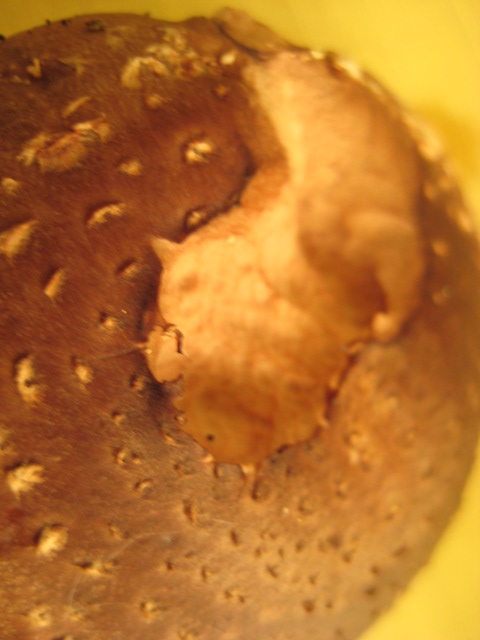 d0147727_649265.jpg