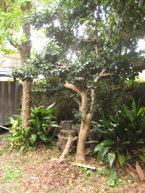 d0147727_75721.jpg