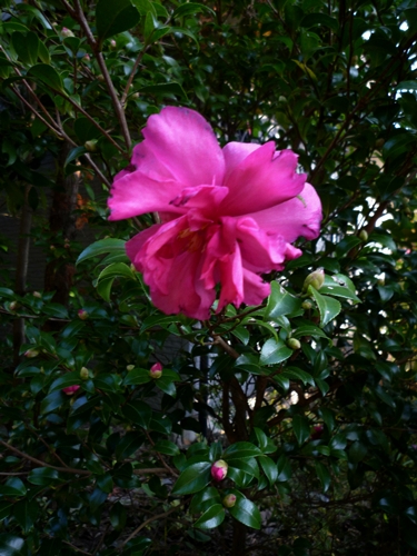 d0037233_14564339.jpg