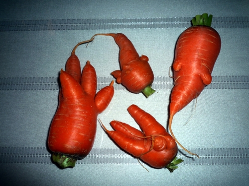 d0037233_1553160.jpg