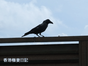 f0190653_10555875.gif