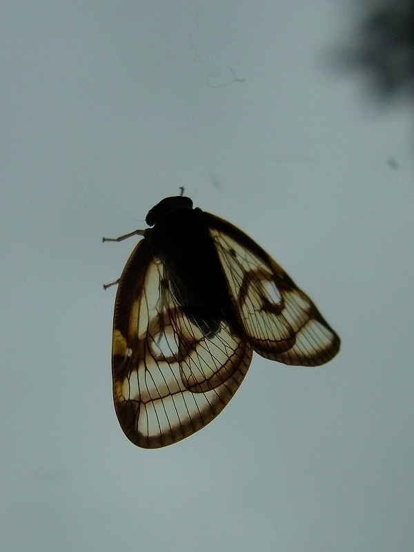 c0142963_23522069.jpg