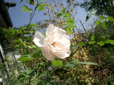 c0186463_2230487.jpg