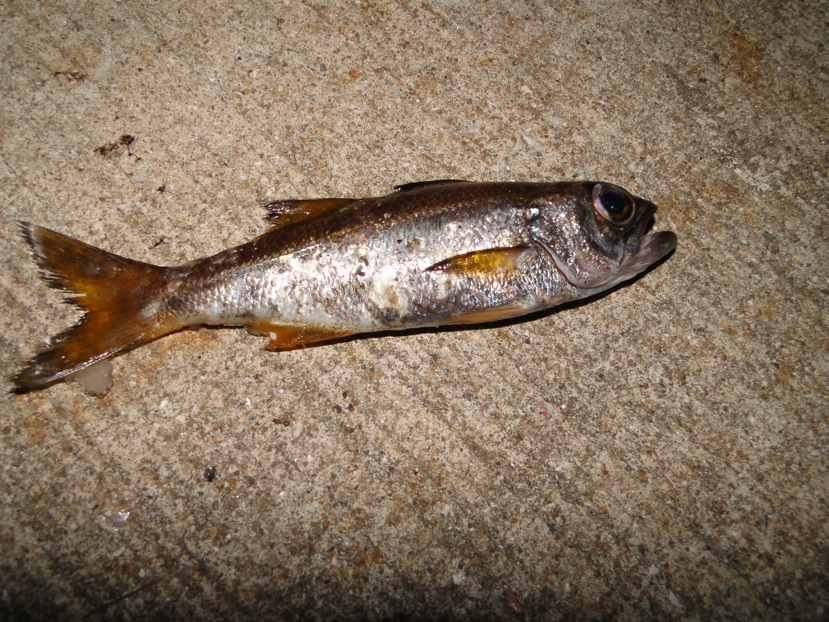 f0068368_23252911.jpg