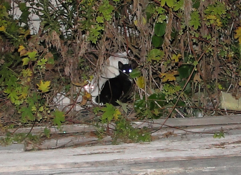f0068368_23255856.jpg